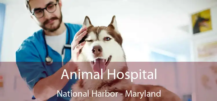 Animal Hospital National Harbor - Maryland