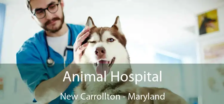 Animal Hospital New Carrollton - Maryland