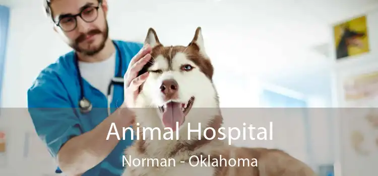 Animal Hospital Norman - Oklahoma