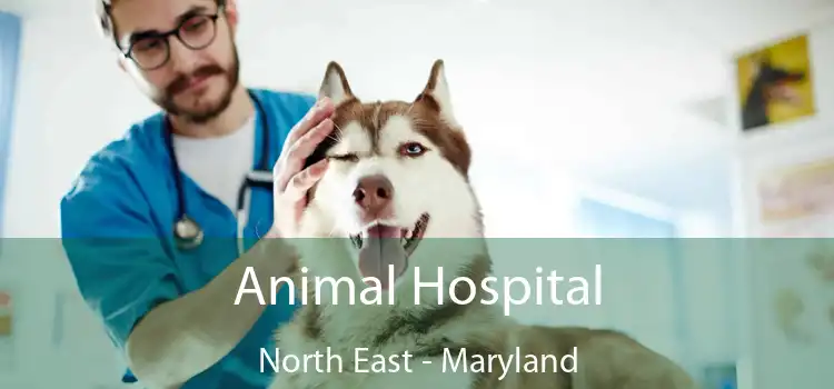 Animal Hospital North East - Maryland