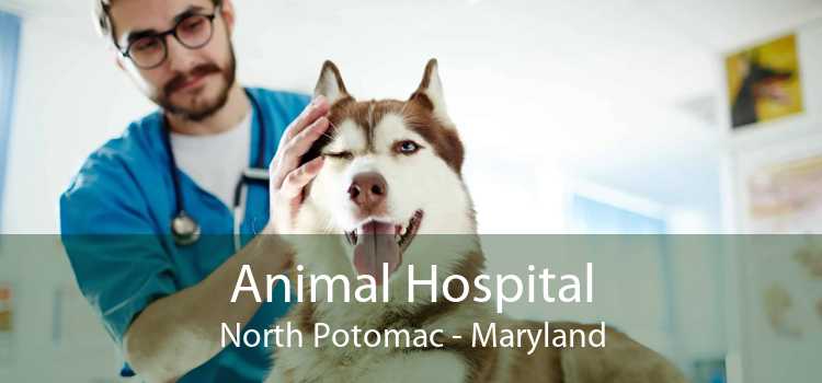 Animal Hospital North Potomac - Maryland