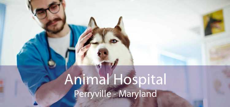 Animal Hospital Perryville - Maryland