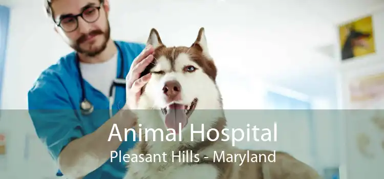 Animal Hospital Pleasant Hills - Maryland