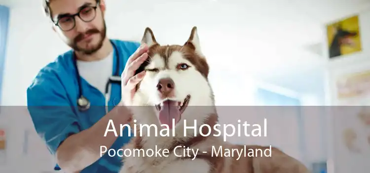 Animal Hospital Pocomoke City - Maryland
