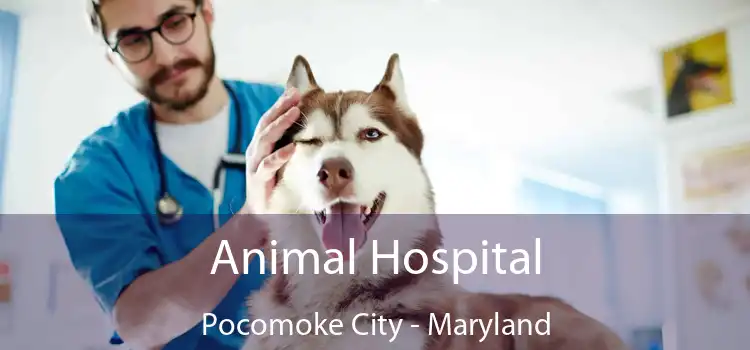 Animal Hospital Pocomoke City - Maryland