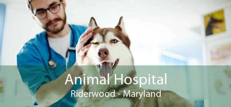 Animal Hospital Riderwood - Maryland
