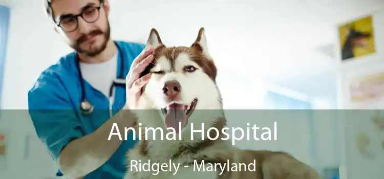 Animal Hospital Ridgely - Maryland