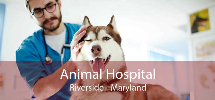 Animal Hospital Riverside - Maryland