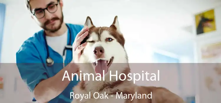 Animal Hospital Royal Oak - Maryland