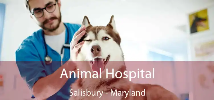 Animal Hospital Salisbury - Maryland