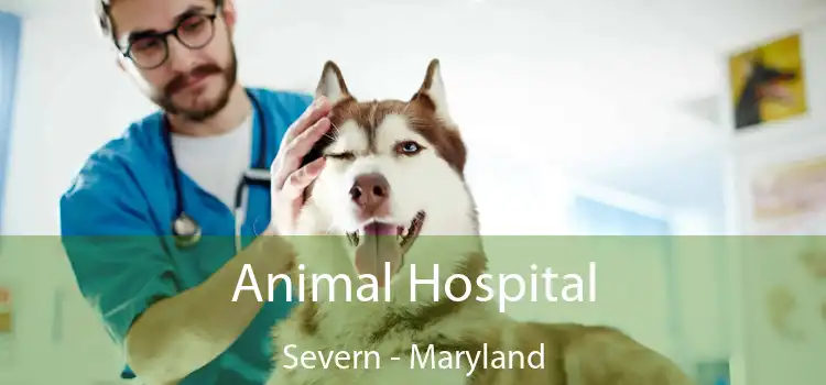 Animal Hospital Severn - Maryland