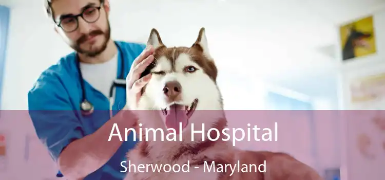 Animal Hospital Sherwood - Maryland