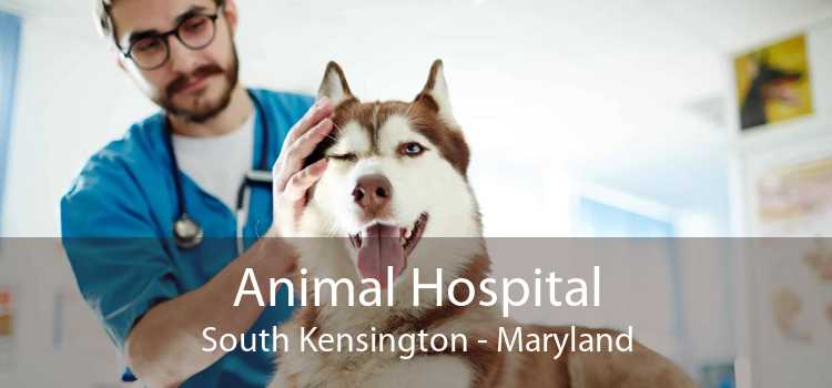 Animal Hospital South Kensington - Maryland