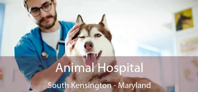 Animal Hospital South Kensington - Maryland