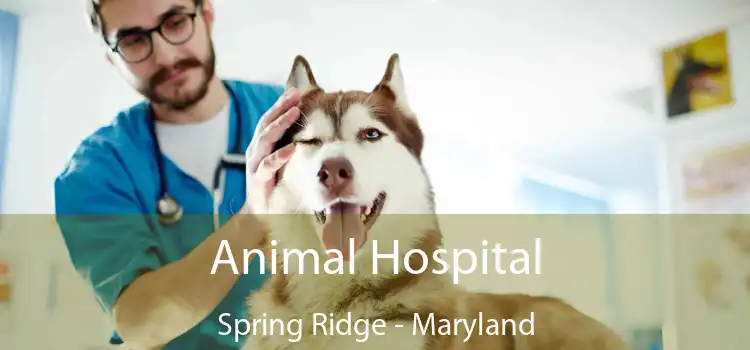 Animal Hospital Spring Ridge - Maryland