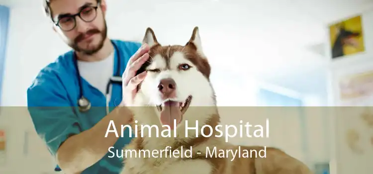 Animal Hospital Summerfield - Maryland