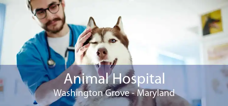 Animal Hospital Washington Grove - Maryland