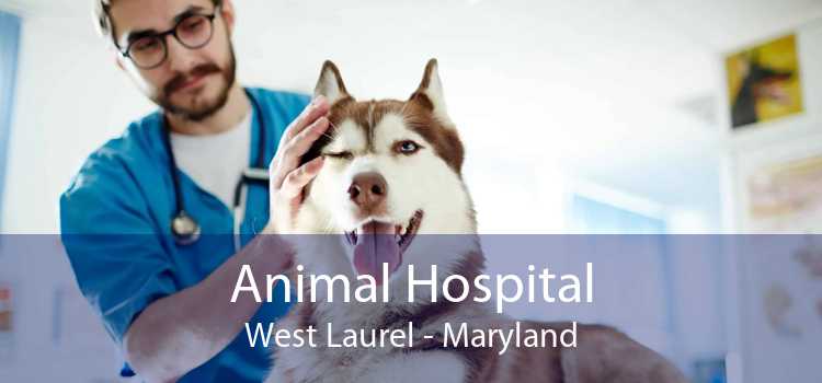 Animal Hospital West Laurel - Maryland