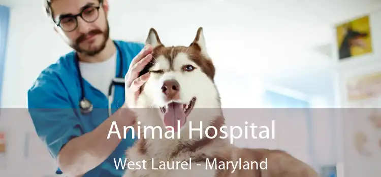 Animal Hospital West Laurel - Maryland