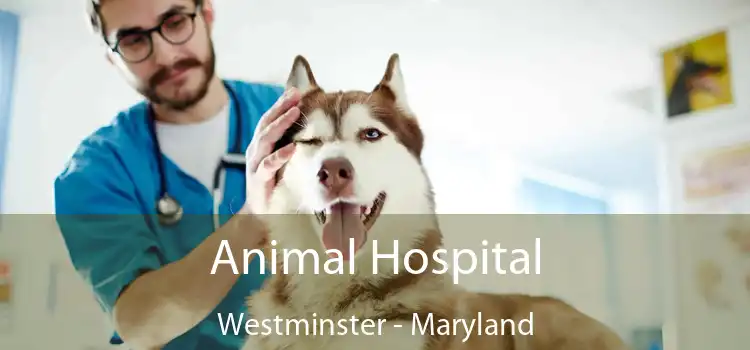 Animal Hospital Westminster - Maryland