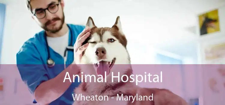 Animal Hospital Wheaton - Maryland