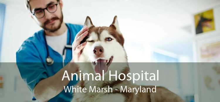 Animal Hospital White Marsh - Maryland