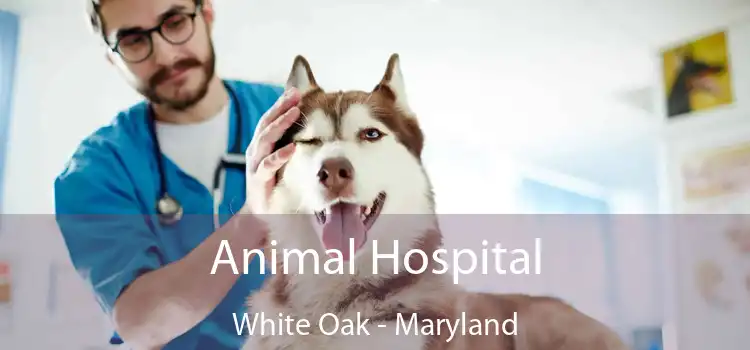 Animal Hospital White Oak - Maryland