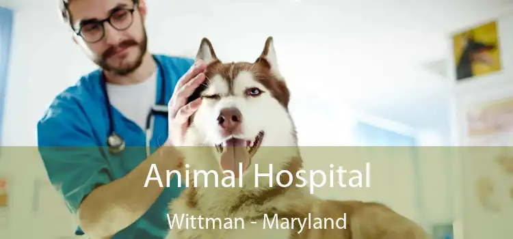 Animal Hospital Wittman - Maryland