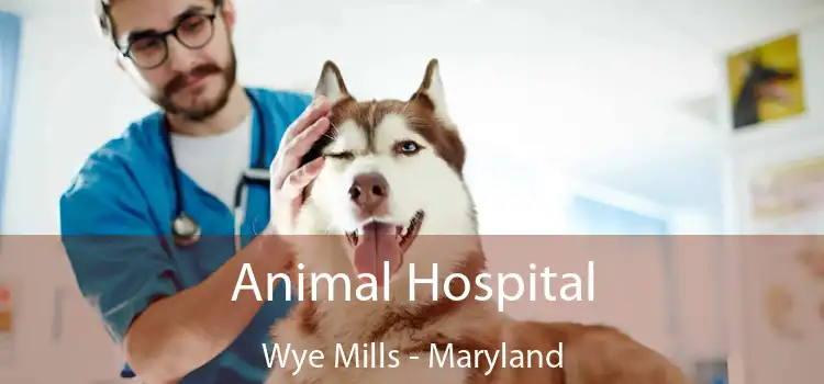 Animal Hospital Wye Mills - Maryland