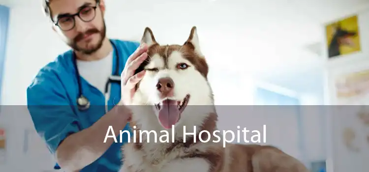 Animal Hospital 