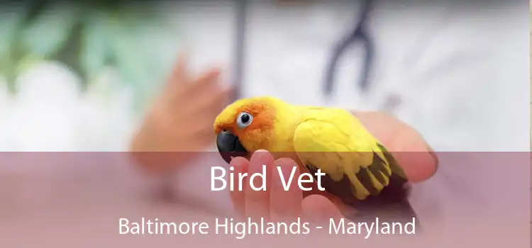Bird Vet Baltimore Highlands - Maryland