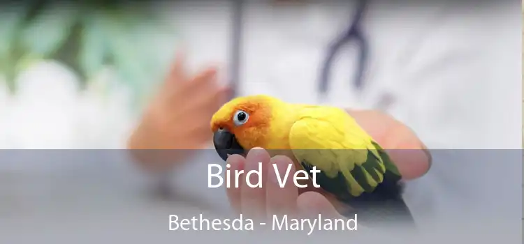 Bird Vet Bethesda - Maryland