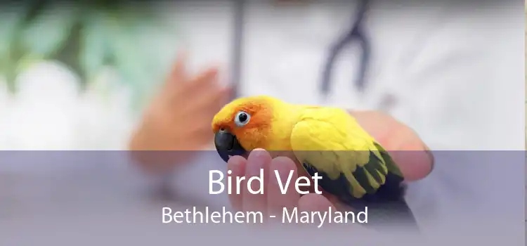 Bird Vet Bethlehem - Maryland
