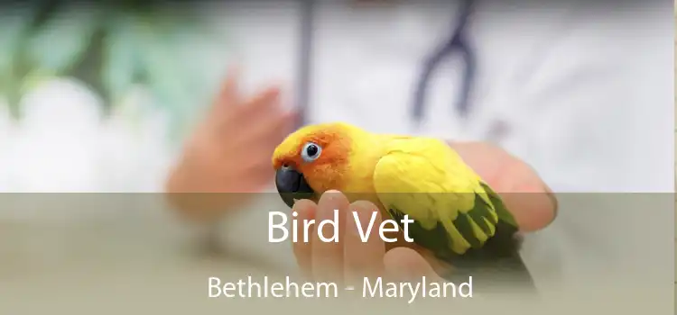 Bird Vet Bethlehem - Maryland