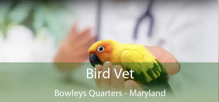 Bird Vet Bowleys Quarters - Maryland