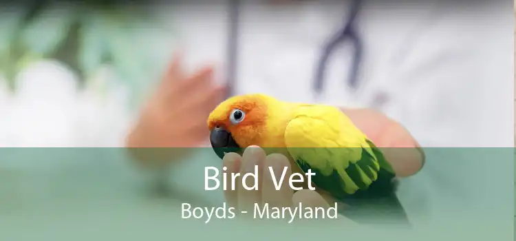 Bird Vet Boyds - Maryland