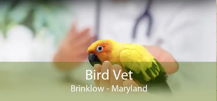 Bird Vet Brinklow - Maryland