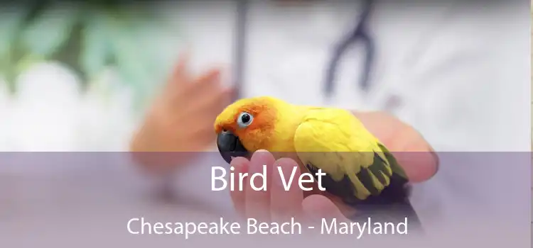 Bird Vet Chesapeake Beach - Maryland