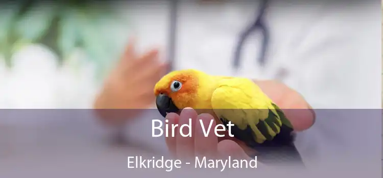 Bird Vet Elkridge - Maryland