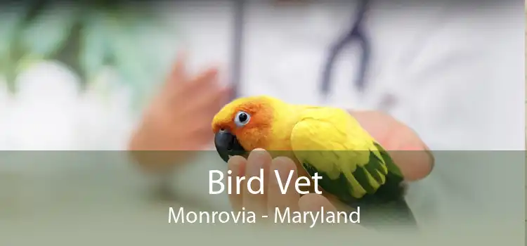 Bird Vet Monrovia - Maryland