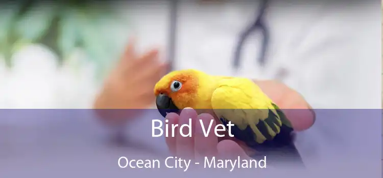 Bird Vet Ocean City - Maryland