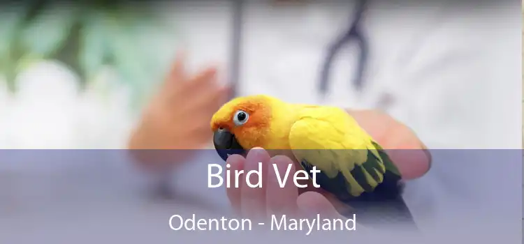 Bird Vet Odenton - Maryland