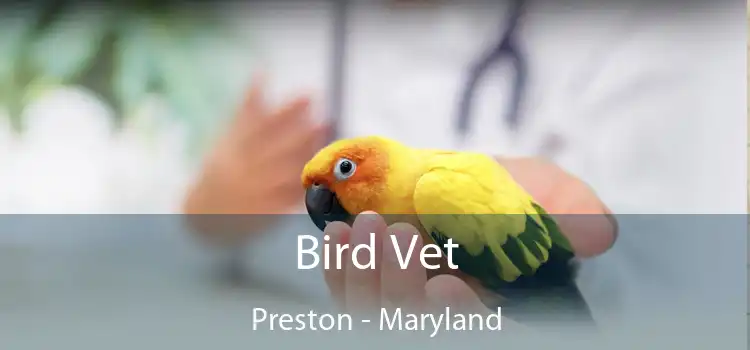 Bird Vet Preston - Maryland