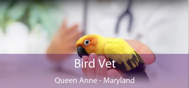 Bird Vet Queen Anne - Maryland
