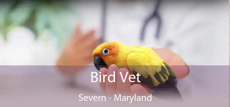 Bird Vet Severn - Maryland