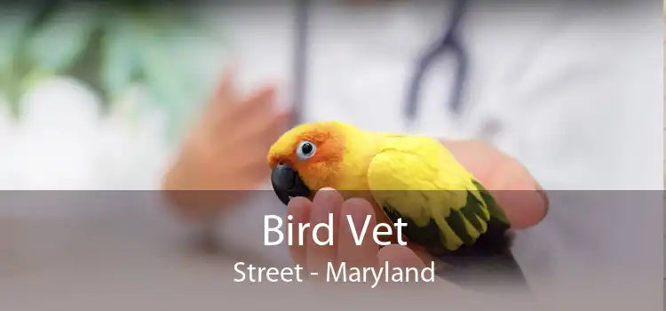 Bird Vet Street - Maryland