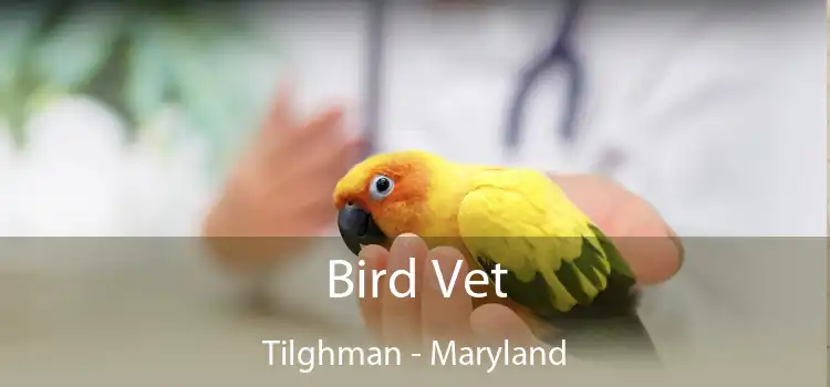 Bird Vet Tilghman - Maryland