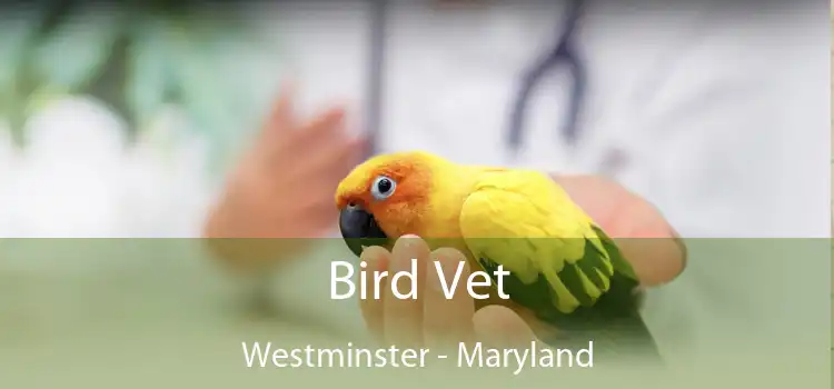 Bird Vet Westminster - Maryland