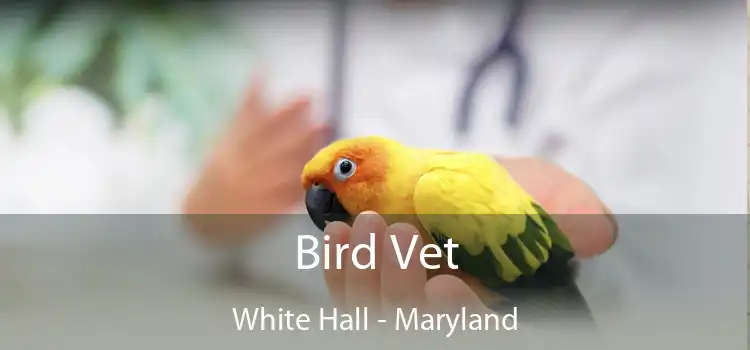 Bird Vet White Hall - Maryland