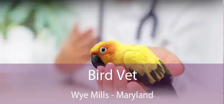 Bird Vet Wye Mills - Maryland